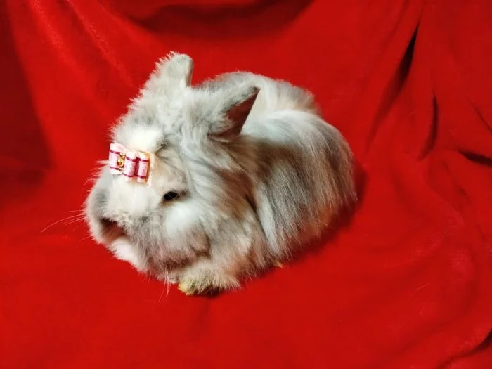 Nabízím zakrslého králíčka- teddy (stáří 2 měsíce)