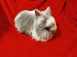 Nabízím zakrslého králíčka- teddy (stáří 2 měsíce)