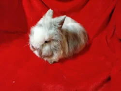 Nabízím zakrslého králíčka- teddy (stáří 2 měsíce)