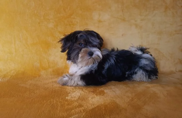 Biewer - pejsci/kluci/ bez pp