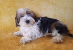 Biewer - pejsci/kluci/ bez pp