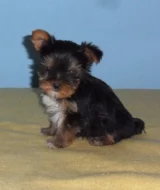 Biewer - pejsci/kluci/ bez pp