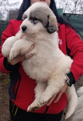 Pyrenejský horský pes chlupáči