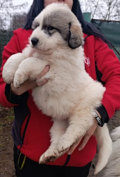 Pyrenejský horský pes chlupáči