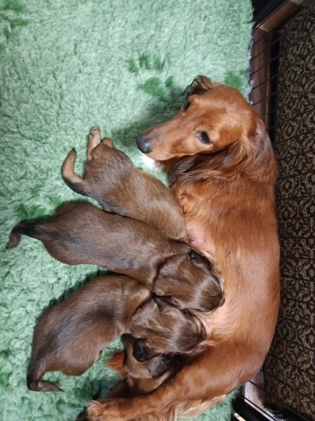 Štěňátka jezevčíka  dlouhosrstého trpasličího/králičího s PP