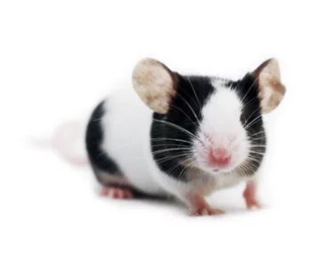 Prodám barevné myšky