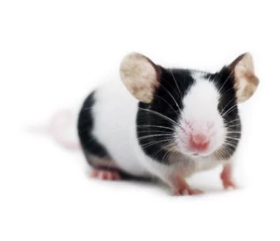 Prodám barevné myšky