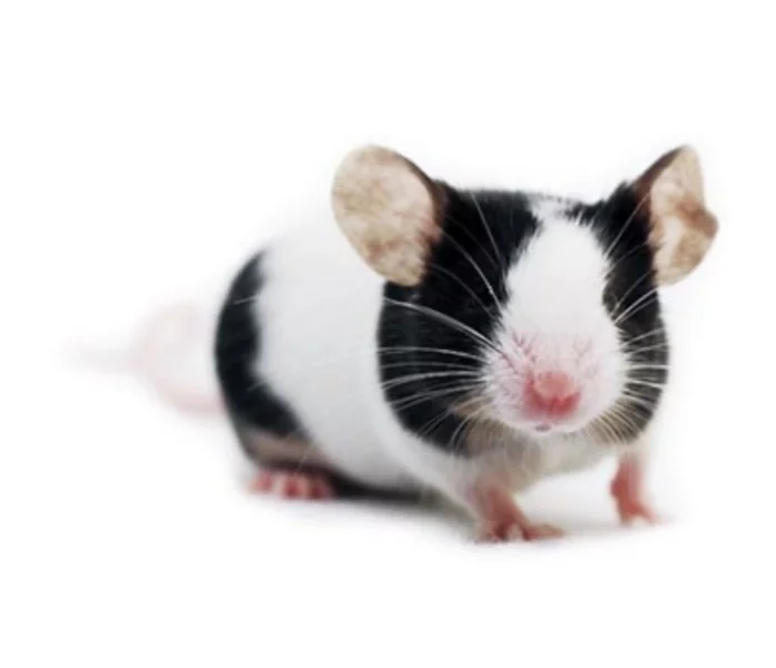 Prodám barevné myšky