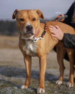 Darujeme opuštěnou fenu AST