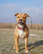 Darujeme opuštěnou fenu AST