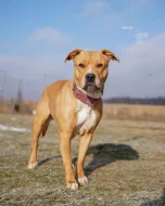 Darujeme opuštěnou fenu AST