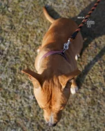 Darujeme opuštěnou fenu AST