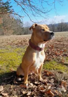 Darujeme opuštěnou fenu AST