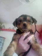 Jorkšírský terier