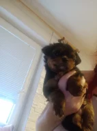 Jorkšírský terier