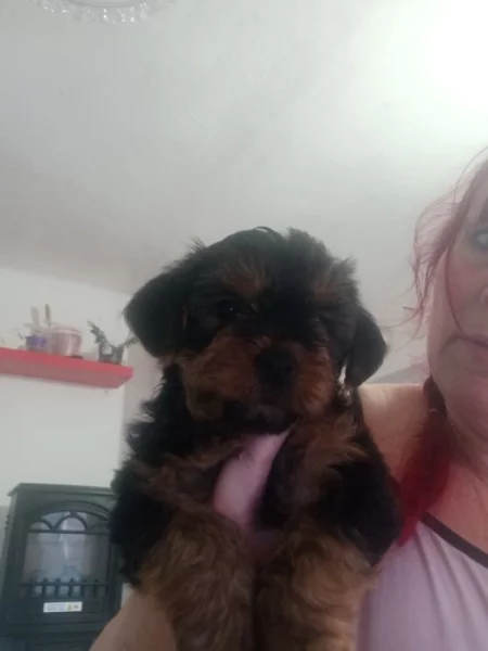 Jorkšírský terier