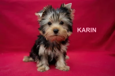 Jorkširský teriér s PP - štěňata ihned k odběru