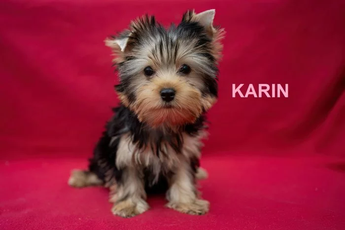 Jorkširský teriér s PP - štěňata ihned k odběru