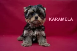 Jorkširský teriér s PP - štěňata ihned k odběru