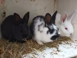 Králík domácí_mláďata k odběru