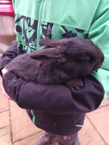 Králík domácí_mláďata k odběru