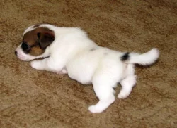 Hladkosrstá štěňátka Jack Russell teriéra s PP k rezervaci – 3 pejsci a 2 fenky – k odběru v březnu