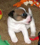 Hladkosrstá štěňátka Jack Russell teriéra s PP k rezervaci – 3 pejsci a 2 fenky – k odběru v březnu