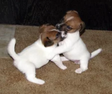 Hladkosrstá štěňátka Jack Russell teriéra s PP k rezervaci – 3 pejsci a 2 fenky – k odběru v březnu