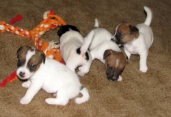 Hladkosrstá štěňátka Jack Russell teriéra s PP k rezervaci – 3 pejsci a 2 fenky – k odběru v březnu