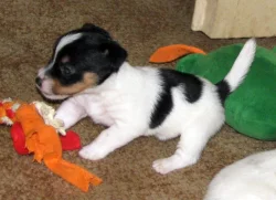 Hladkosrstá štěňátka Jack Russell teriéra s PP k rezervaci – 3 pejsci a 2 fenky – k odběru v březnu