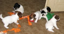 Hladkosrstá štěňátka Jack Russell teriéra s PP k rezervaci – 3 pejsci a 2 fenky – k odběru v březnu