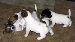 Hladkosrstá štěňátka Jack Russell teriéra s PP k rezervaci – 3 pejsci a 2 fenky – k odběru v březnu