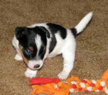 Hladkosrstá štěňátka Jack Russell teriéra s PP k rezervaci – 3 pejsci a 2 fenky – k odběru v březnu