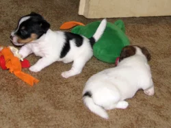 Hladkosrstá štěňátka Jack Russell teriéra s PP k rezervaci – 3 pejsci a 2 fenky – k odběru v březnu