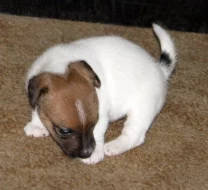 Hladkosrstá štěňátka Jack Russell teriéra s PP k rezervaci – 3 pejsci a 2 fenky – k odběru v březnu