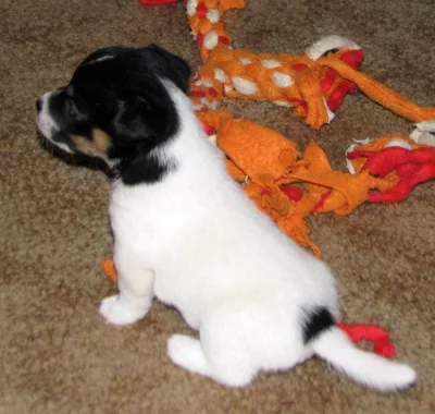 Hladkosrstá štěňátka Jack Russell teriéra s PP k rezervaci – 3 pejsci a 2 fenky – k odběru v březnu