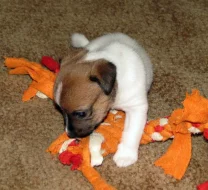 Hladkosrstá štěňátka Jack Russell teriéra s PP k rezervaci – 3 pejsci a 2 fenky – k odběru v březnu