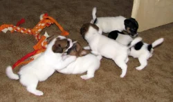 Hladkosrstá štěňátka Jack Russell teriéra s PP k rezervaci – 3 pejsci a 2 fenky – k odběru v březnu