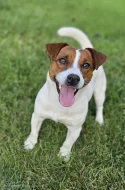 Hladkosrstá štěňátka Jack Russell teriéra s PP k rezervaci – 3 pejsci a 2 fenky – k odběru v březnu