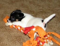 Hladkosrstá štěňátka Jack Russell teriéra s PP k rezervaci – 3 pejsci a 2 fenky – k odběru v březnu