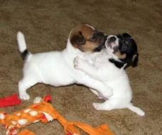 Hladkosrstá štěňátka Jack Russell teriéra s PP k rezervaci – 3 pejsci a 2 fenky – k odběru v březnu