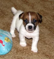 Hladkosrstá štěňátka Jack Russell teriéra s PP k rezervaci – 3 pejsci a 2 fenky – k odběru v březnu