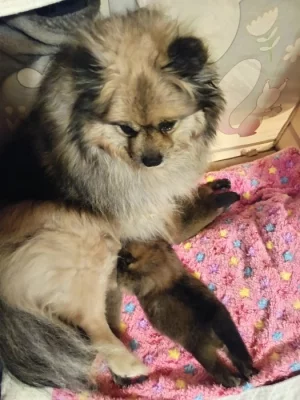 Německý špic malý