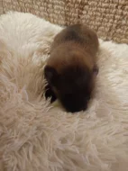 Německý špic malý