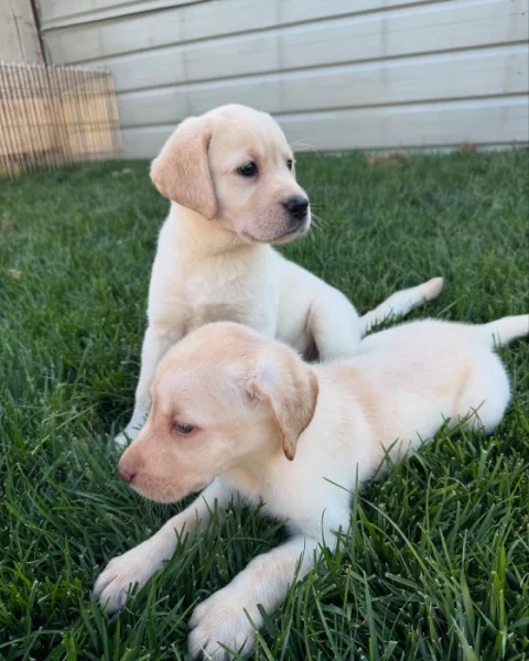 Labradorský retrívr