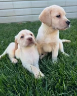 Labradorský retrívr