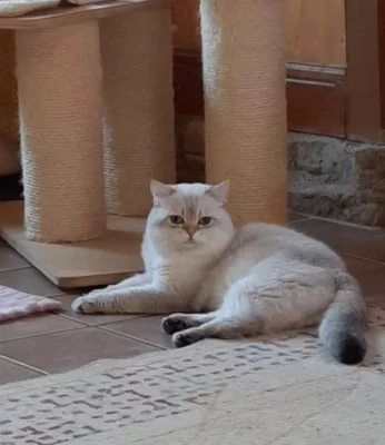 Britský kocour colorpoint s PP