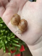 Archachatina marginata ovum Nigeria acromelanic 🐌