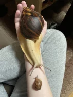 Archachatina marginata ovum Nigeria acromelanic 🐌