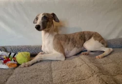 Vipet /Whippet/ - štěňata s PP